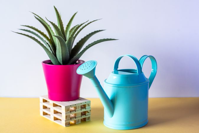 Aloe vera plant on top of pallets with water can