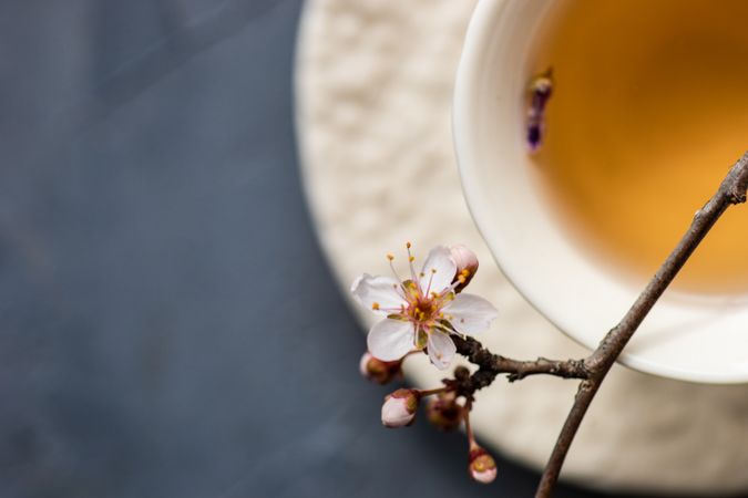 Cup of tea and blooming tree