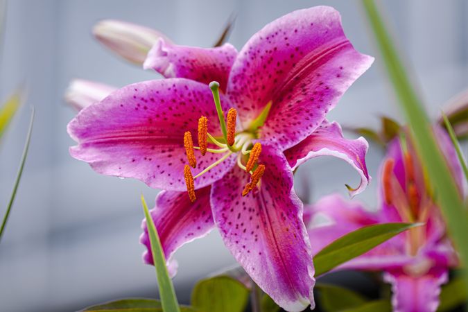 Beautiful pink lily flower