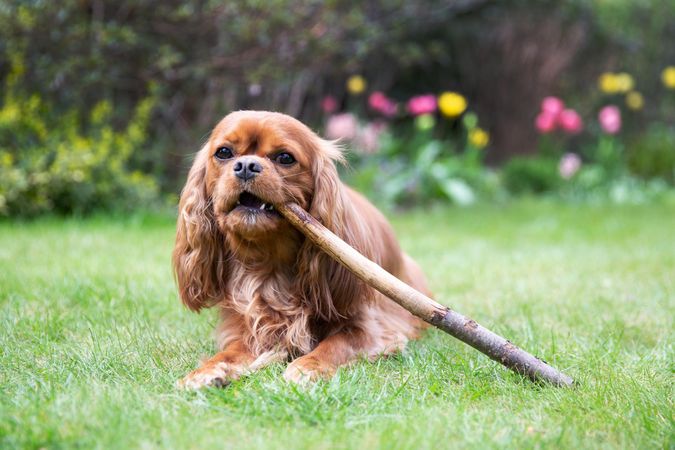 Cavalier spaniel sitting on the grass chewing a stick