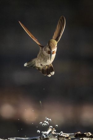Beautiful Immature Male Anna's Hummingbird In Flight