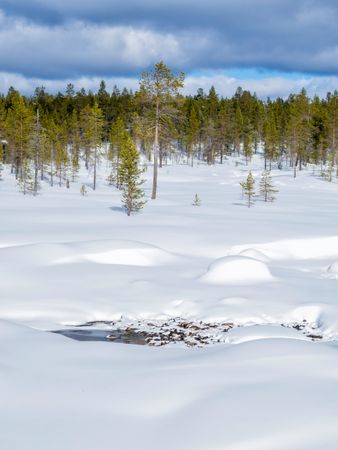 Snowy forest deep in the winter time