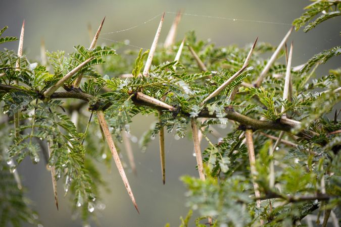 Thorny plant