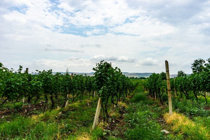 Vineyard in Kakheti region, Georgia