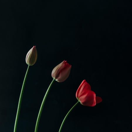 Three red tulip flowers on in different stages of opening on dark background
