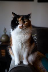 Cat sitting looking at camera