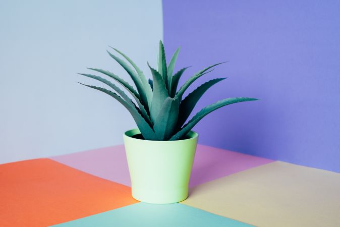 Aloe vera plant in a multicolor background