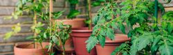 Tomato plant leaves growing on ceramic pots on a vegetable garden in balcony