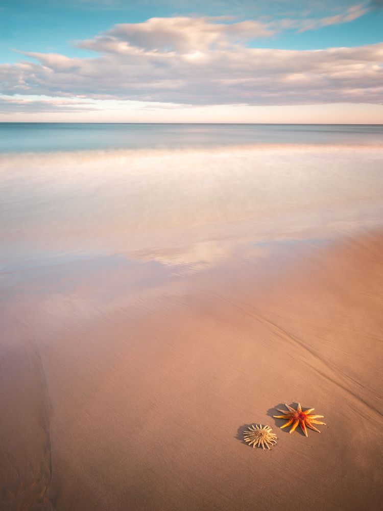 Starfish on sandy coast near sea
