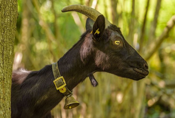 Goat profile image