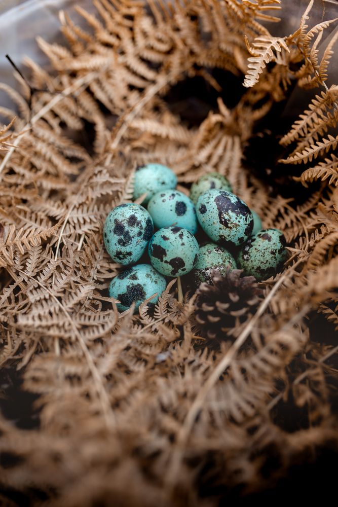 Blue eggs in a dry fern nest and pine cones