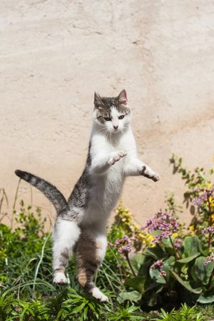Playful  Cat Standing in Garden