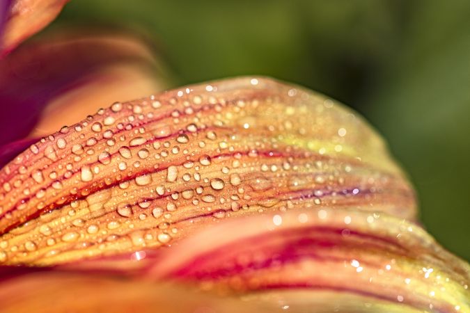Close up of dew drops on orange petals