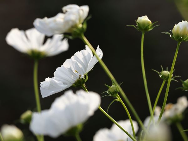 Chamomile flowers in bloom