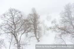 Barren forest on snowy day in Caucasus mountains 0vxBo4