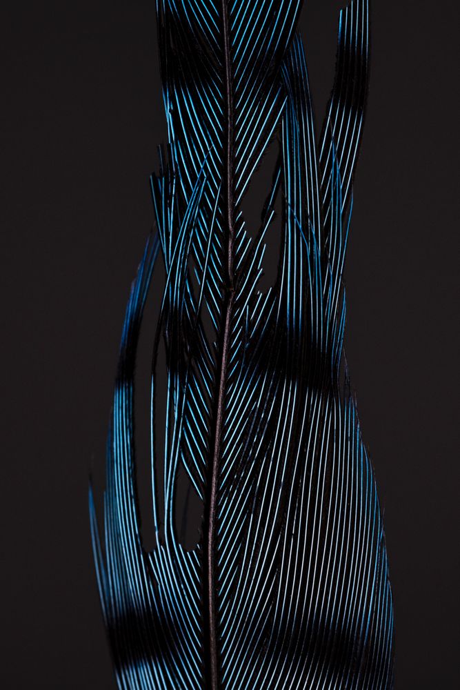 Blue jay feather close up