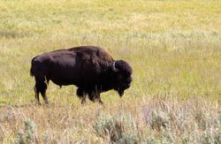 North American buffalo grazing in field