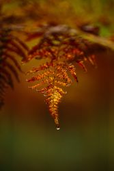 Wet yellow leaf in forest