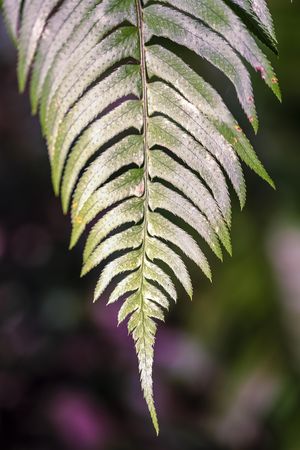 Healthy green fern leaf, vertical