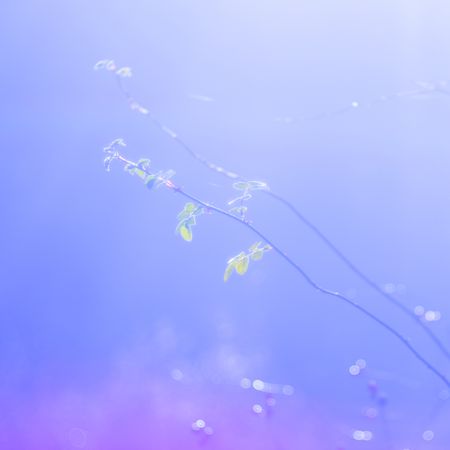 Tender dry leaves in blue light effect