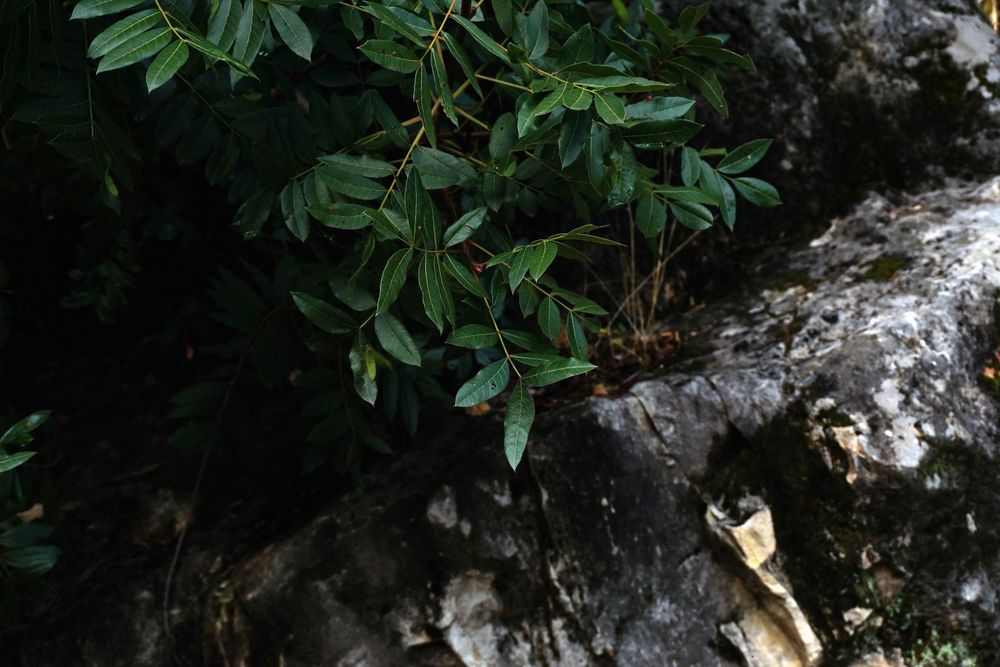 Branches with leaves in dark forest gorge