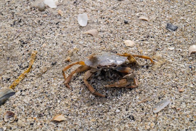 Brown crab on  pebbles