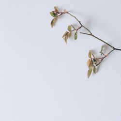 Branch on bright pastel pink light background