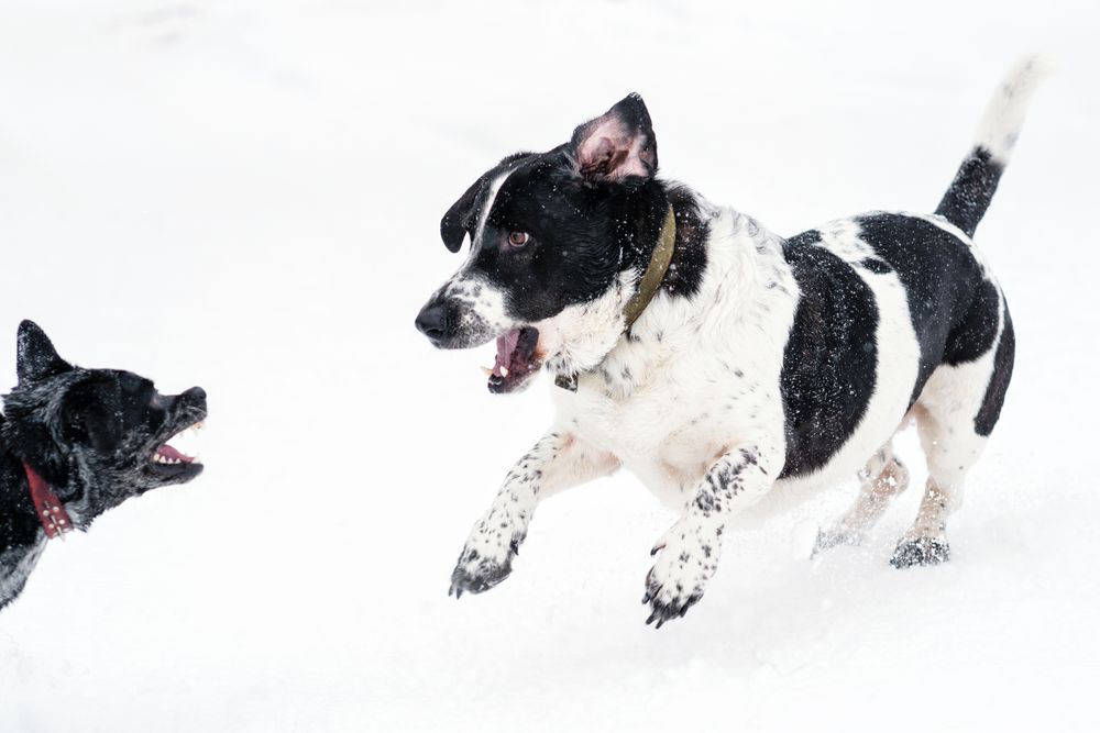 Exuberant Snowy Play