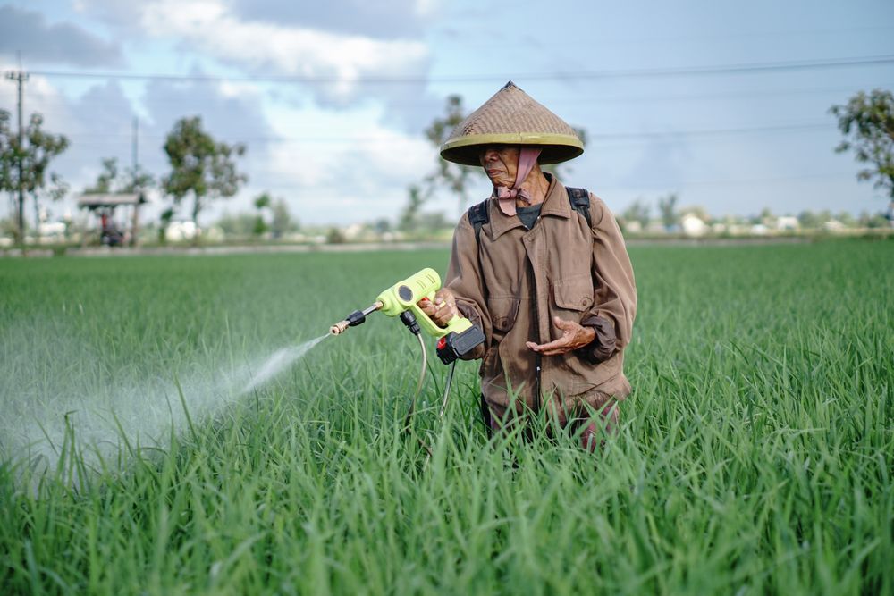 Front view of mature Asian male farmer spraying pesticide on rice green field