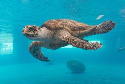 A turtle glides through the water at the Texas State Aquarium in Corpus Christi, Texas P5rpMb