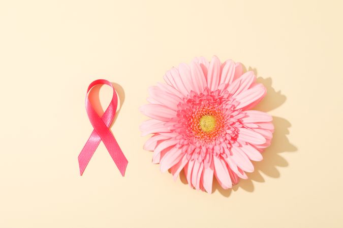 Pink awareness ribbon and gerbera on color background, space for text.