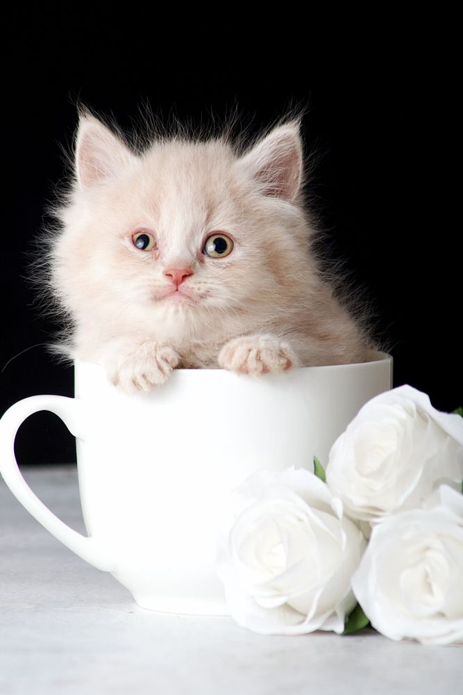 Kitten in a light cup against dark background