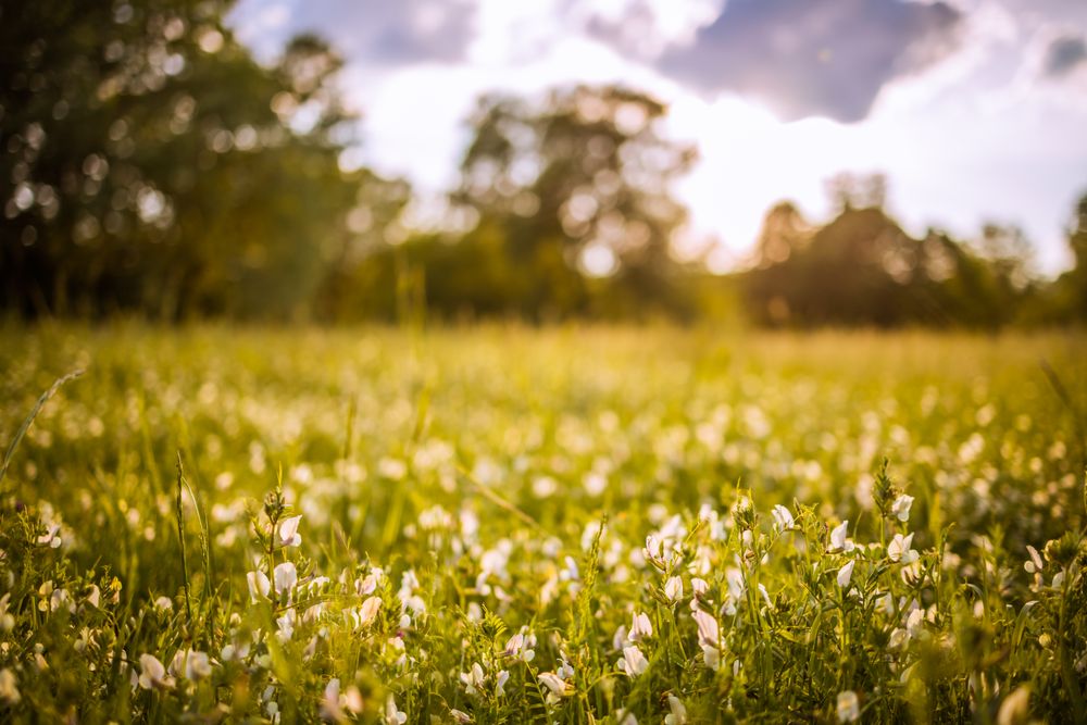 Field of small flowers in the grass