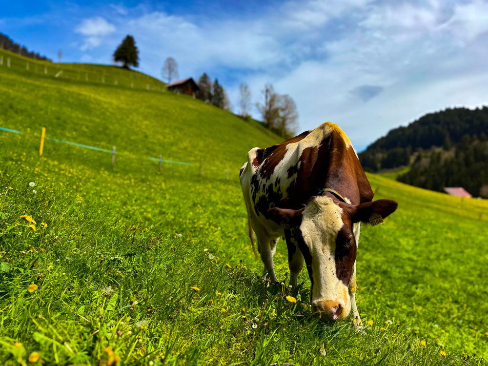 brown cow, Rougemont, Vaud