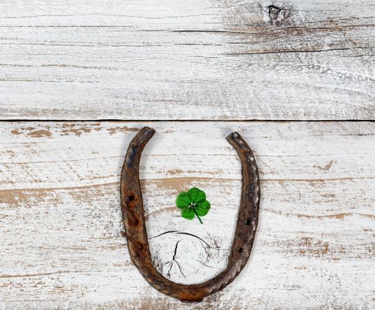 Lucky rusty horseshoe with real four leaf clover on rustic white wood