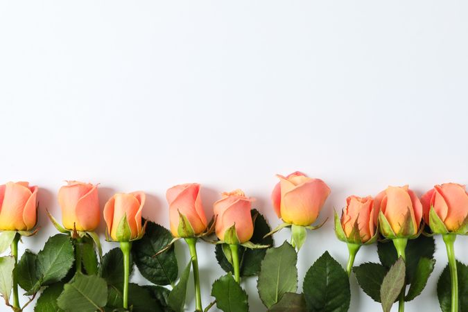 Beautiful fresh roses with space for text on plain background, top view