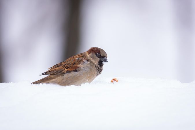 House sparrow on snow covered ground