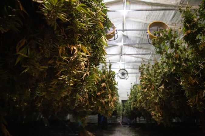 Fans in a green house above marijuana plants on drying lines
