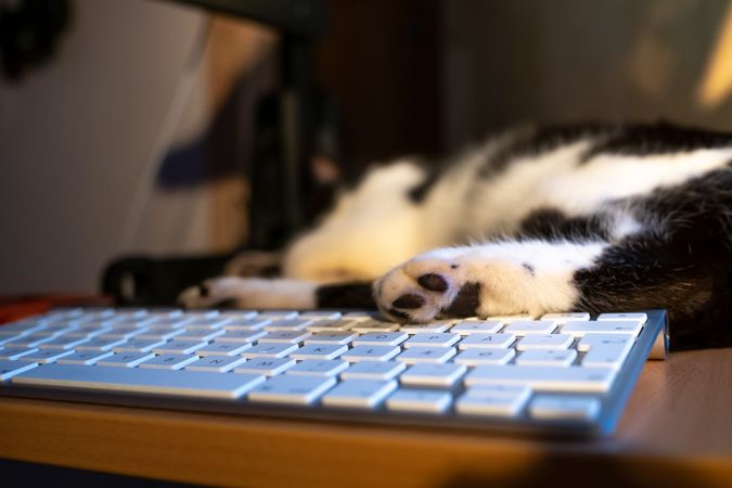 Dark and light cat sleeping beside computer keyboard on wooden desk