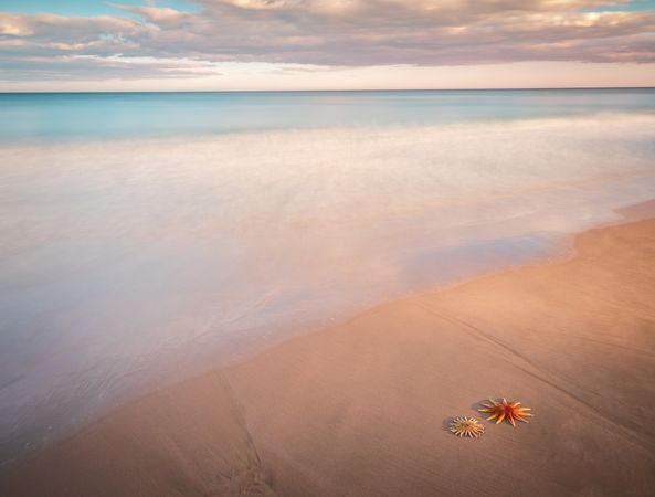 Starfish on sandy coast near sea