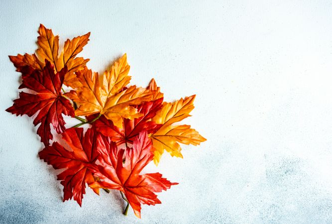 Colorful autumn leaves with copy space