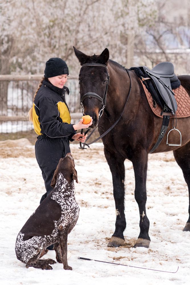 Horse receiving an apple from person with dog watching.