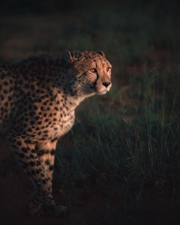 Cheetah standing on green grass