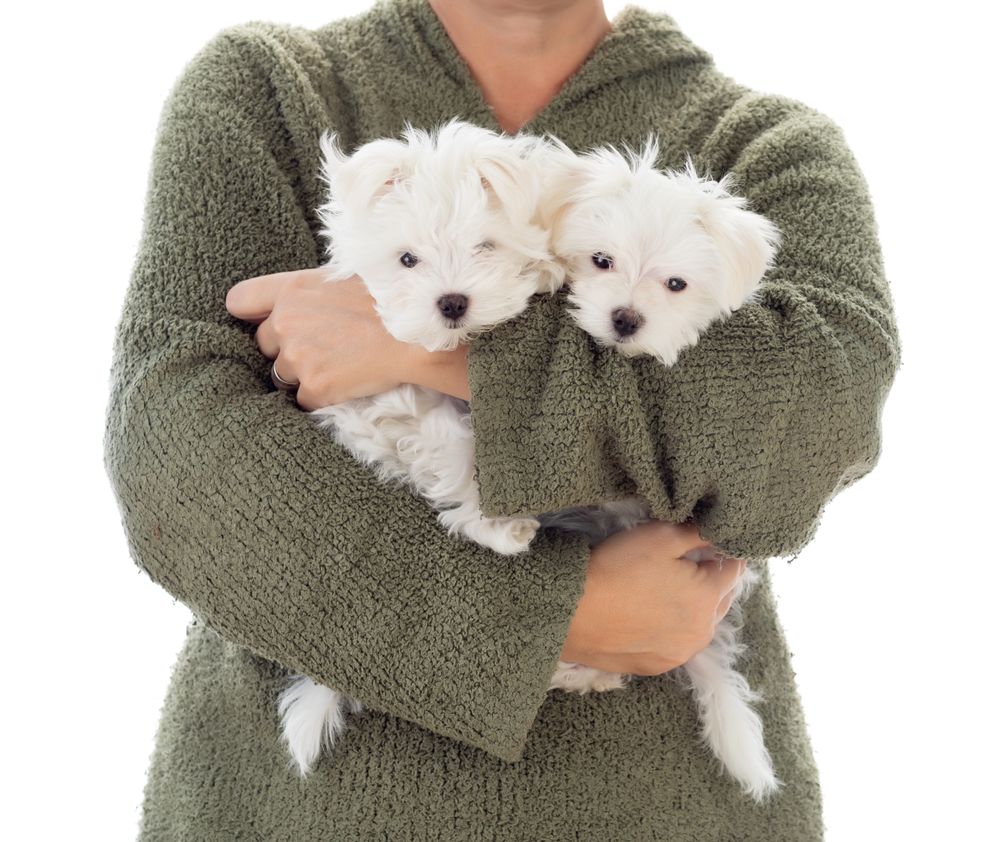 Woman Holding Two Young Maltese Puppies