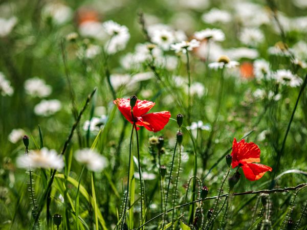 Red wild poppies in green grass, natural fields.