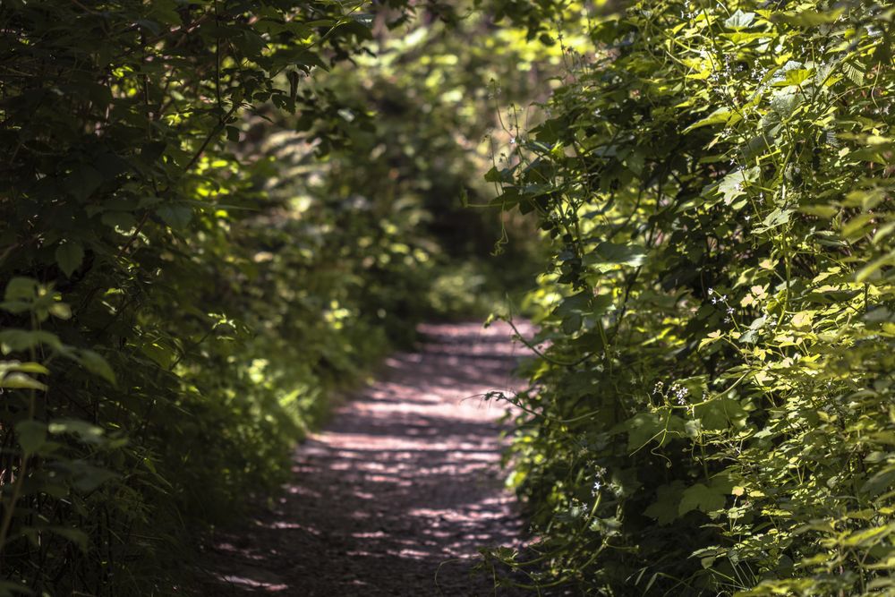 Quiet pedestrian trail in the woods surrounded by ferns