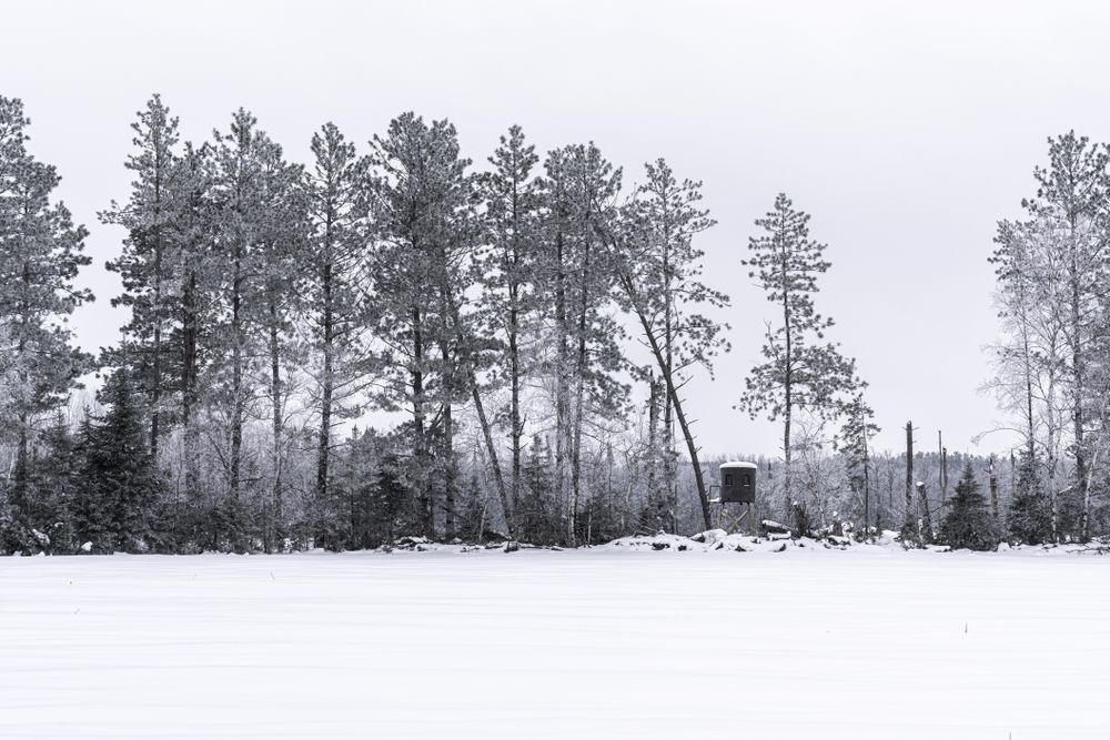 Tall trees in fresh snow
