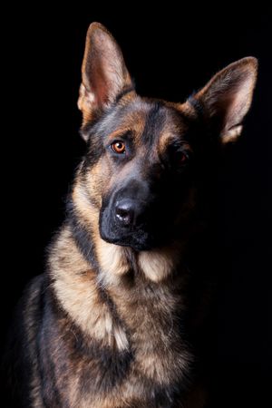Amazing dog staring at camera