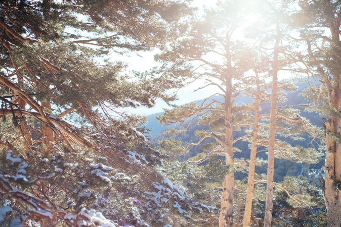Snowy charming landscape in winter forest