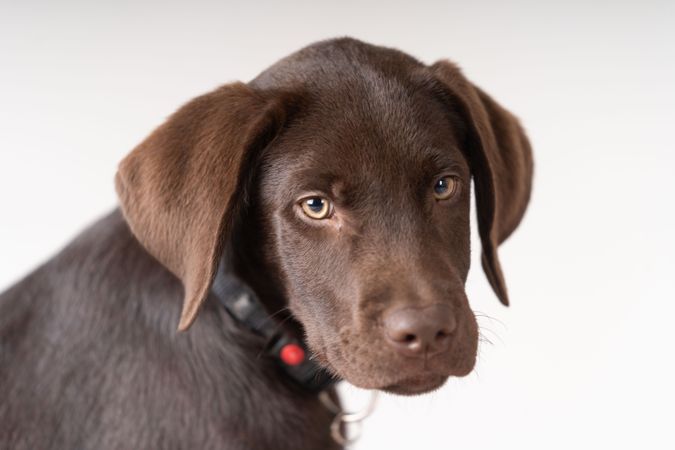 Portrait of cute brown labrador puppy